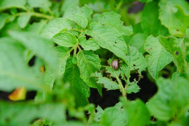 Patates Colorado Patates böceği yiyor