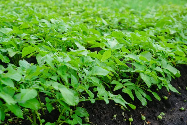Green potato bushes