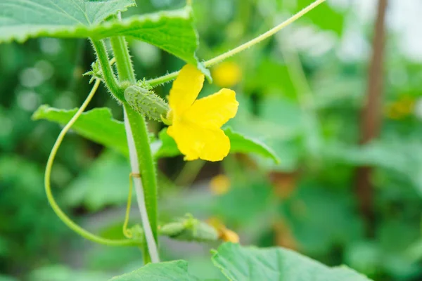 Un pequeño pepino en un invernadero con una flor — Foto de Stock