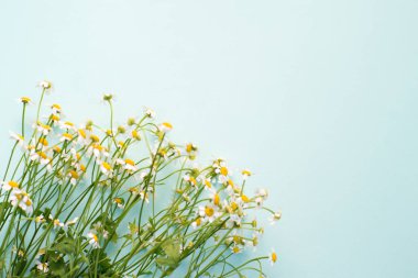 mavi bir arka plan üzerinde papatya