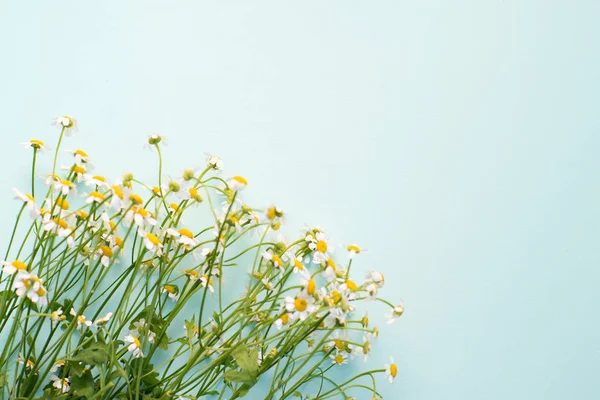 mavi bir arka plan üzerinde papatya