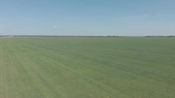 Полет над зеленым пшеничным полем — стоковое видео