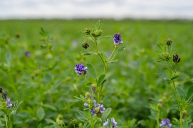 Field of green alfalfa ready for mowing clipart