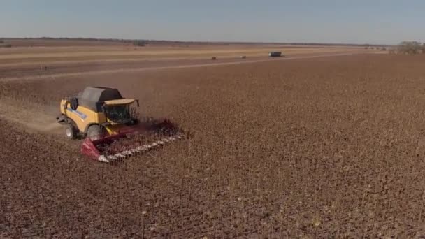 Ayçiçeğini makinelerle bir yükseklikten temizlemek — Stok video