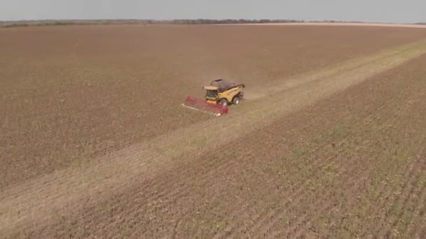 Nettoyage du tournesol avec des machines d'une hauteur — Video