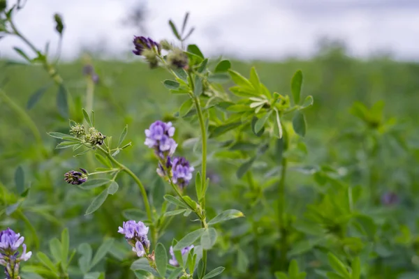 Campo de alfalfa verde listo para cortar —  Fotos de Stock