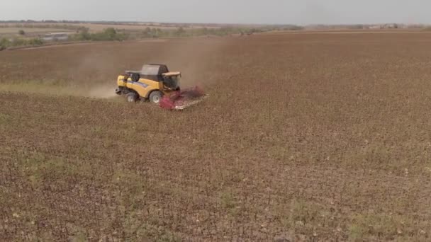 Rengöring av solrosor med maskiner från en höjd — Stockvideo