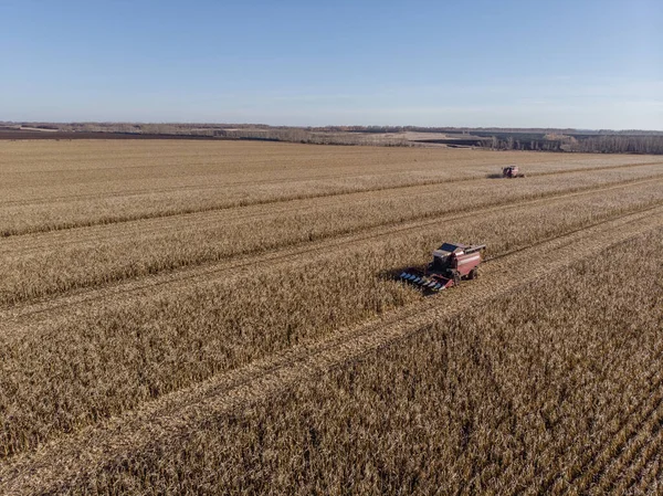 Memanen traktor ladang jagung dari ketinggian — Stok Foto