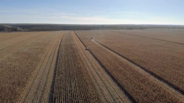 Sklizeň kukuřičného pole traktoru z výšky — Stock video