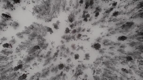 Bergwald Bäume Schnee grau Winter Russland Arkhyz von oben — Stockvideo
