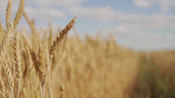 Blé d'hiver mûr moisson de grains jaunes 