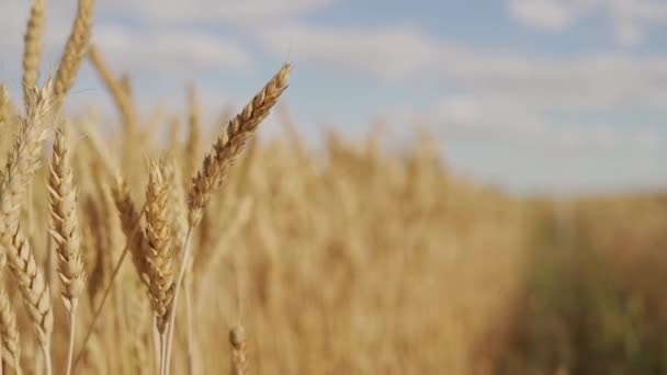 Campo de trigo de inverno maduro colheita de grãos amarelos — Vídeo de Stock