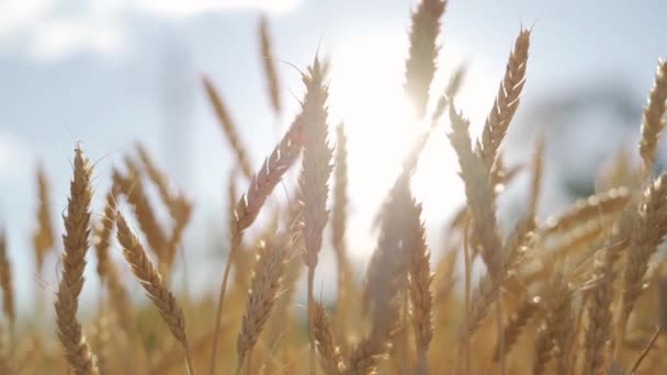 Campo de trigo de inverno maduro colheita de grãos amarelos — Vídeo de Stock