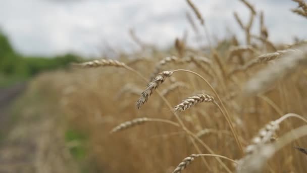 Campo de trigo de inverno maduro colheita de grãos amarelos — Vídeo de Stock