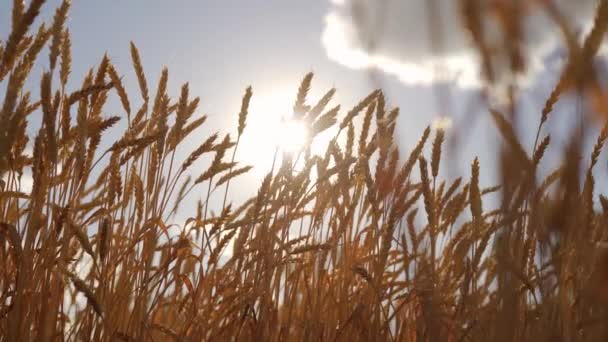 Campo de trigo de invierno maduro cosecha de grano amarillo — Vídeos de Stock