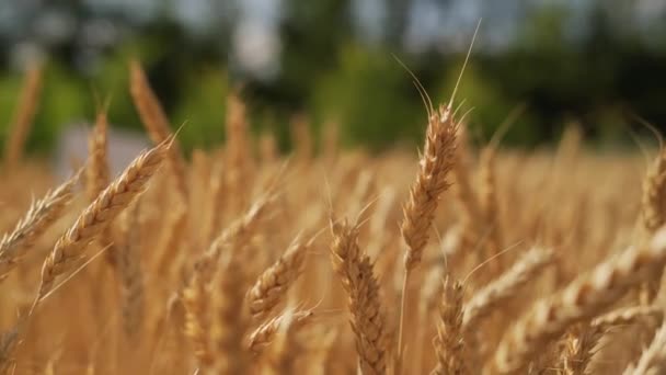 Campo de trigo de invierno maduro cosecha de grano amarillo — Vídeos de Stock