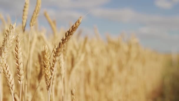 Ripe winter wheat field yellow grain harvest — Stock Video