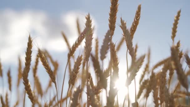 Blé d'hiver mûr moisson de grains jaunes — Video