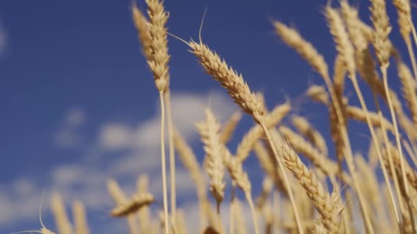Campo de trigo de invierno maduro cosecha de grano amarillo — Vídeo de stock