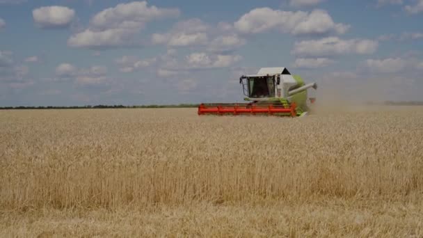 Colheitadeira branco-verde colhe uma cultura de trigo maduro — Vídeo de Stock