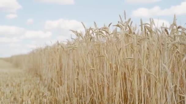 Campo de trigo. espigas doradas de trigo en el campo. El fondo de las espigas que maduran del campo de trigo del prado. Rica cosecha Concepto — Vídeos de Stock