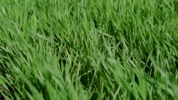 Zelené pole s mladou pšenicí, ozimá pšenice — Stock video