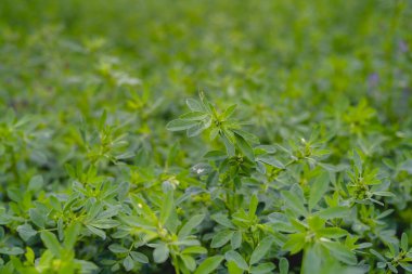 Yeşil yonca tarlası biçilmeye hazır.
