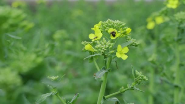 Biet samlar honung på en rapsblomma — Stockvideo