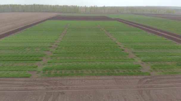 Campo selezione grano invernale suddiviso in piccole aree per esperimenti — Video Stock