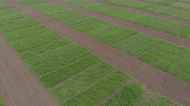 Pole pro výběr pšenice v zimě rozdělené na malé plochy pro pokusy — Stock video