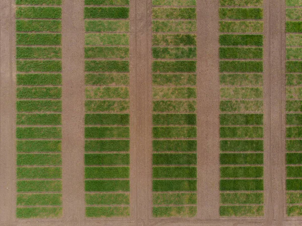 Winter wheat selection field divided into small areas for experiments — Stock Photo, Image