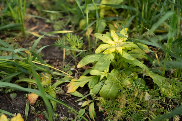 Hierba muerta por tratamiento de pesticidas en trigo de invierno — Foto de Stock