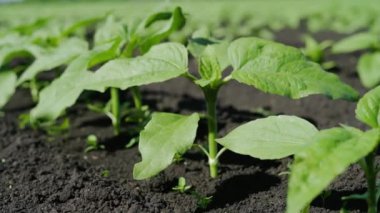 Ayçiçeği tarlası. Yeni filizlenen ayçiçeği bitkilerinin üzerine havadan yaklaşma görüntüsü. Güneşli bir gün. Yaz.