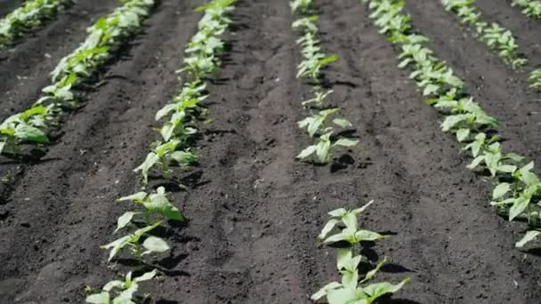 Champ agricole de tournesol. Approche aérienne prise sur des plants de tournesol nouvellement germés. Journée ensoleillée. Été . — Video