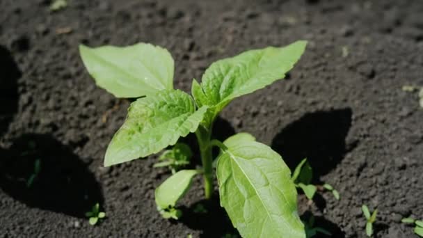 Campo agricolo di girasole. Avvicinamento aereo girato sopra le piante di girasole appena germogliate. Giornata di sole. Estate . — Video Stock