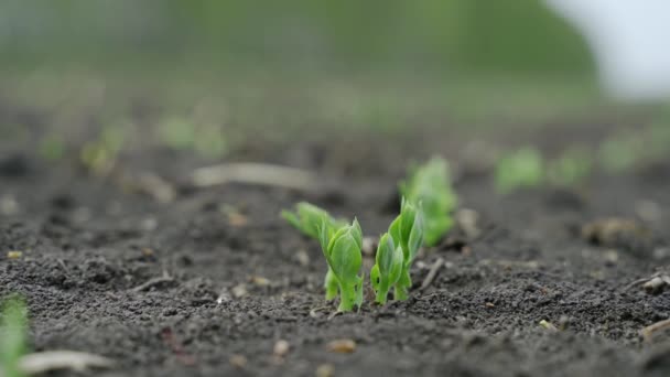 Rapeseed sprouted out of the ground a small start to life — Stock Video