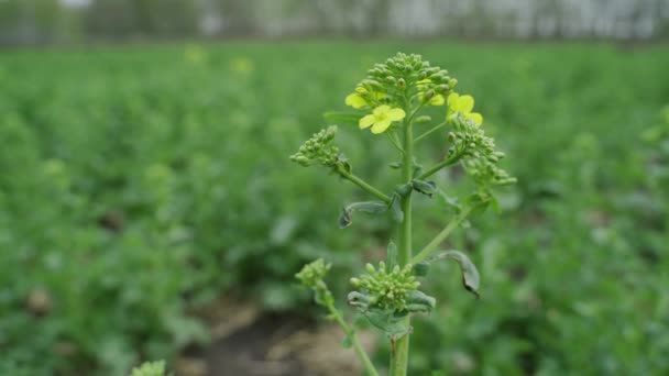 The bee collects honey on a rape flower — Stock Video