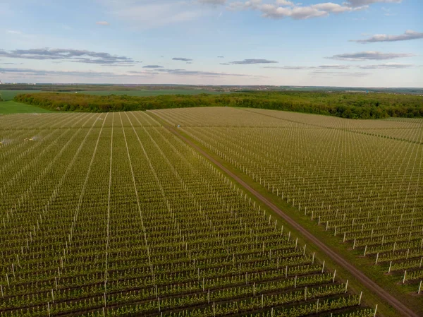 Jonge appel boomgaard voorjaar bloeiende lucht uitzicht — Stockfoto