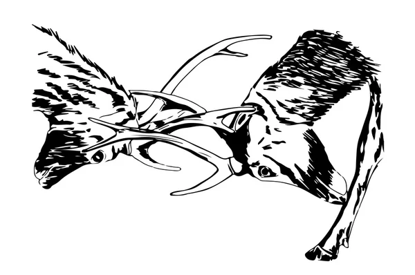 Dövüş, siyah tükenmez kalem, beyaz arka plan üzerinde izole geyikler el çizilmiş kroki.