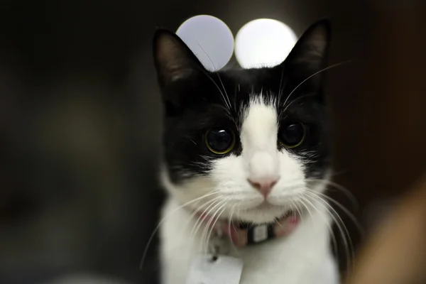 Roztomilý rozkošný černé bílé kotě vypadá na fotoaparátu — Stock fotografie
