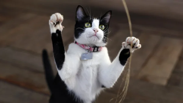 sevimli sevimli siyah beyaz yavru kedi yaprakları ile çalış