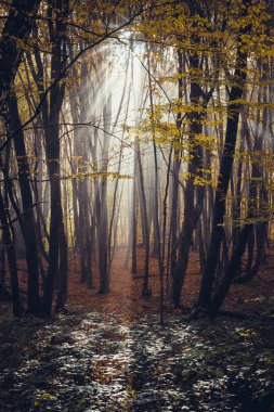 ormanın derinliklerinde dağlarda