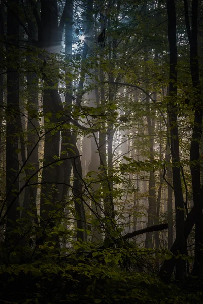 Tief im Wald in den Bergen — Stockfoto