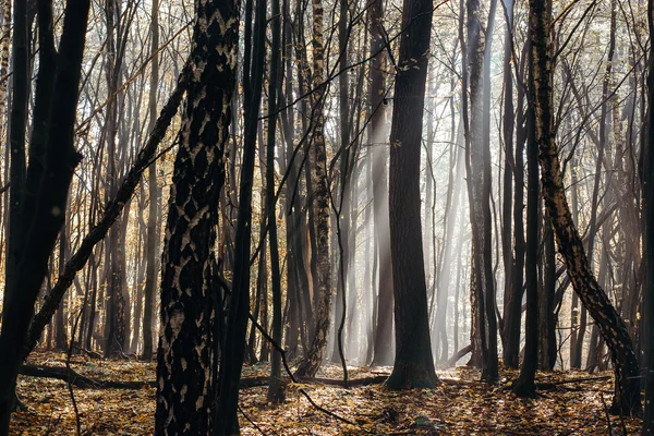 Tief im Wald in den Bergen — Stockfoto