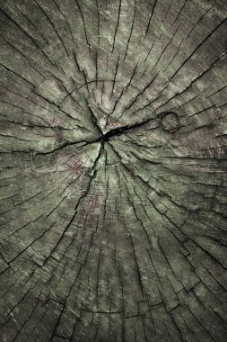 Terk edilmiş eski meşe ağacının üst manzarası. Çatlaklar, lekeler, yosunlar, yıllık halkalar ve yeşil bir kütüğün yüzeyinde testere izleri. Modern yaratıcı modayı grunge dokusu arkaplanı.