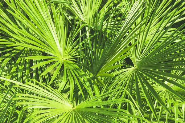 Tropische Palmenblätter an einem heißen, sonnigen, klaren Tag. abstrakte natürliche grüne trendige moderne Laubstruktur Hintergrund — Stockfoto