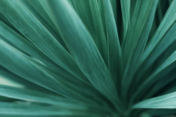 Nahaufnahme von kleinwüchsigen Gartenpalmenblättern mit geringer Schärfentiefe. abstrakte natürliche grüne organische Textur Hintergrund — Stockfoto