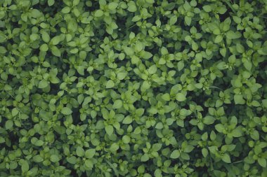 Yeşil Yapraklar duvar arkaplanı