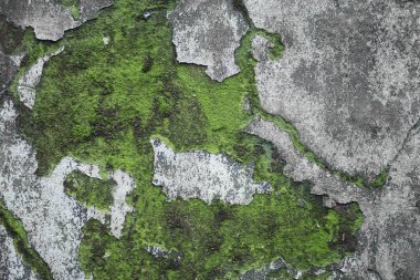 Terk edilmiş eski gri beton duvarda yeşil yosun. Soyut modern moda dokusu arkaplanı