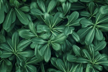 op view closeup on boxwood (buxus) leaves. Natural green foliage pattern. Abstract modern trendy organic texture background